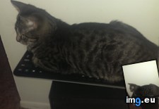 Tags: bought, got, him, keyboard, one, sick, sitting (Pict. in My r/AWW favs)