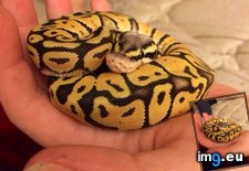 Tags: ball, but, conventionally, not, python, real, she, sweetheart (Pict. in My r/AWW favs)