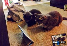Tags: cats, house, ipad, live, play, student, two, visit (Pict. in My r/AWW favs)