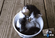 Tags: love, toes (GIF in My r/AWW favs)