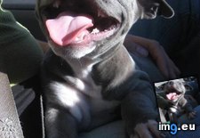 Tags: for, walk (Pict. in My r/AWW favs)