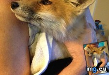 Tags: baby, fox, met (Pict. in My r/AWW favs)