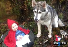 Tags: bad, big, cake, day, hood, kodu, missed, niece, paired, red, riding, wolf (Pict. in My r/AWW favs)