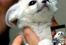 Tags: face (Pict. in My r/AWW favs)