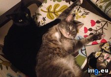 Tags: hostage, situation (Pict. in My r/AWW favs)