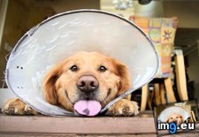 Tags: but, cone, happiness, not, present, shame, you (Pict. in My r/AWW favs)