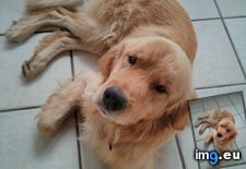 Tags: atlanta, golden, hanging, out, picture, rescued, retriever, story, summer, was, wilds (Pict. in My r/AWW favs)