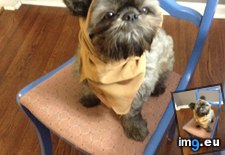 Tags: costume, dog, ewok, for, had, one, puppy, saw (Pict. in My r/AWW favs)