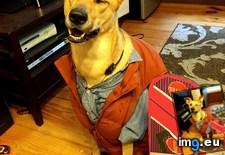 Tags: dog, halloween, marty, won (Pict. in My r/AWW favs)