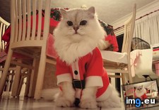 Tags: baby, beard, cat, for, perfect, santa, sized, suits, thought, work (Pict. in My r/AWW favs)