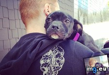 Tags: dangerous, ferocious, nkla, nuzzling, pitbull, seconds, stopped, transported, was (Pict. in My r/AWW favs)