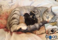 Tags: babies, bed, can, cat, find, guess, had, joking, she, wake, you (Pict. in My r/AWW favs)