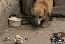 Tags: george, hug, pet, squeeze (GIF in My r/AWW favs)
