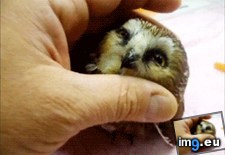Tags: baby, happy, owl (GIF in My r/AWW favs)