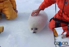 Tags: clump, face, snow (Pict. in My r/AWW favs)