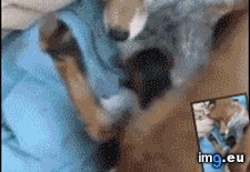 Tags: fox, get, totally (GIF in My r/AWW favs)