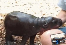 Tags: for, get, imma, moment (GIF in My r/AWW favs)