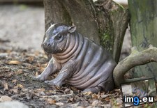 Tags: born, cute, hippo, incredibly, sweden (Pict. in My r/AWW favs)