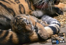 Tags: baby, cub, indianapolis, tiger, welcomes, zoo (Pict. in My r/AWW favs)