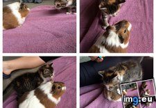Tags: adorableness, ensued, guinea, introduced, kitten, pig (Pict. in My r/AWW favs)