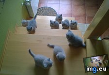 Tags: begins, invasion (Pict. in My r/AWW favs)
