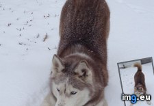 Tags: enjoying, isis, snow (Pict. in My r/AWW favs)