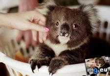 Tags: baby, basket, koala (Pict. in My r/AWW favs)