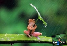 Tags: all, frog, leaf, umbrella (Pict. in My r/AWW favs)