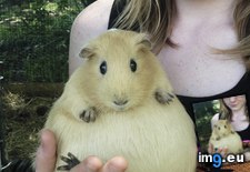 Tags: guinea, pig, pregnant (Pict. in My r/AWW favs)