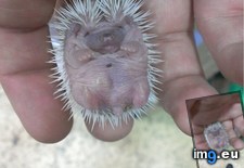 Tags: baby, born, hedgehog (Pict. in My r/AWW favs)