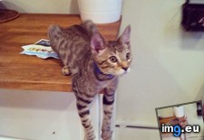 Tags: hanging (Pict. in My r/AWW favs)