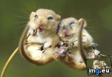 Tags: image (Pict. in My r/AWW favs)