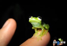 Tags: kermit, life, real (Pict. in My r/AWW favs)