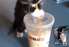 Tags: coffee, kitten (Pict. in My r/AWW favs)