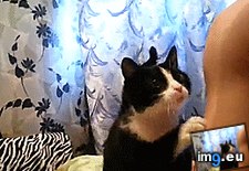 Tags: attention, begs, kitten, tricks (GIF in My r/AWW favs)