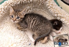 Tags: buddy, kitten, protecting, shelter (Pict. in My r/AWW favs)