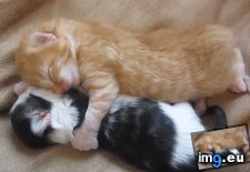 Tags: kittens, sleeping (GIF in My r/AWW favs)