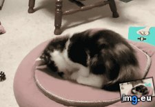 Tags: kitty, portal (GIF in My r/AWW favs)