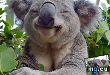 Tags: eucalyptus, koala, nirvana (Pict. in My r/AWW favs)