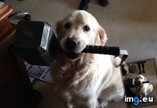 Tags: labrathor (Pict. in My r/AWW favs)