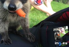 Tags: baby, carrot, coon, decided, feed, landowner, picture, tamed (Pict. in My r/AWW favs)