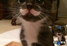 Tags: birth, bottle, dapper, day, dude, fed, kittens, mustache, one (Pict. in My r/AWW favs)