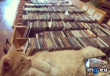 Tags: cat, employee, lazy, record, store (Pict. in My r/AWW favs)