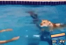 Tags: learning, swim (GIF in My r/AWW favs)