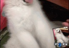 Tags: play (GIF in My r/AWW favs)