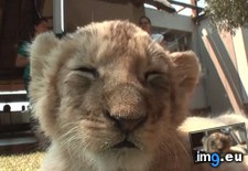 Tags: calls, cub, lion, quits (GIF in My r/AWW favs)