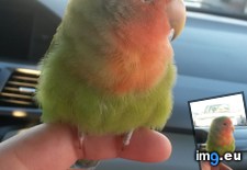 Tags: lovebird (Pict. in My r/AWW favs)