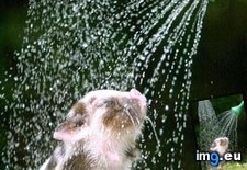 Tags: piglet, shower, takes (Pict. in My r/AWW favs)