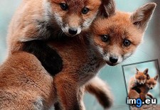 Tags: fox, red (Pict. in My r/AWW favs)