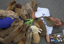 Tags: life, living, rabbit (Pict. in My r/AWW favs)